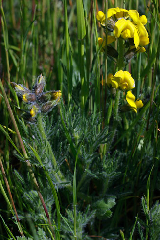 Lotononis hirsuta