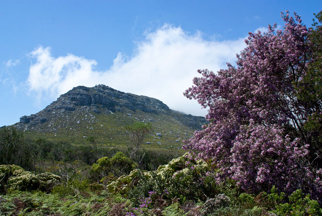 Virgilia divaricata