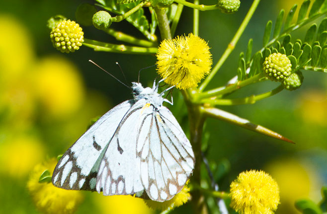 Acacia karroo (Sweet thorn)