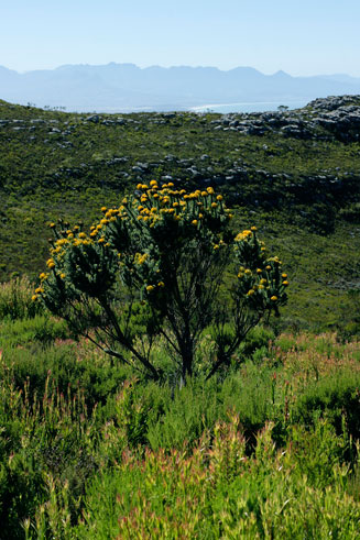 Aspalathus capitata