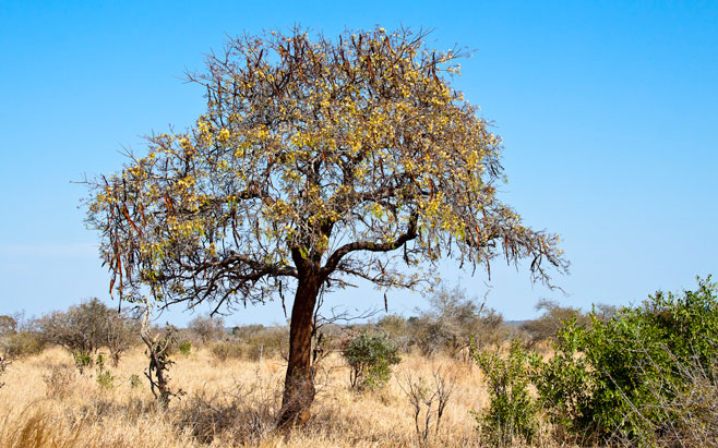 Cassia abbreviata