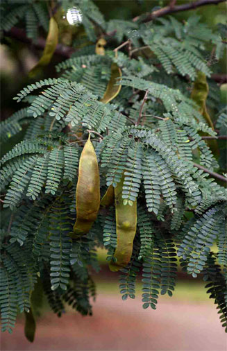 Albizia schimperiana