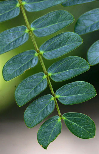 Albizia schimperiana