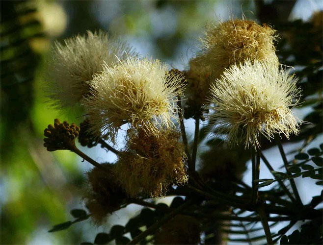Albizia schimperiana