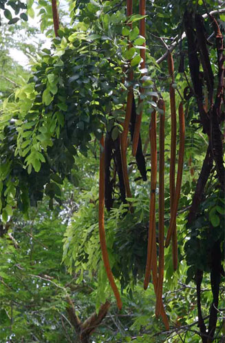 Cassia abbreviata