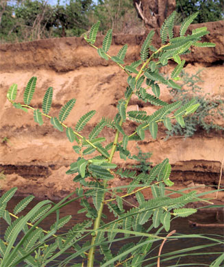 Aeschynomene elaphroxylon
