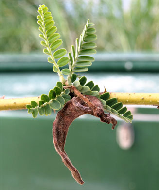 Aeschynomene elaphroxylon