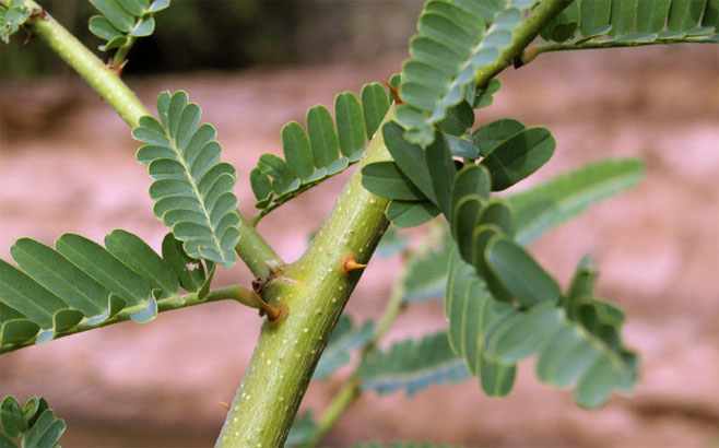 Aeschynomene elaphroxylon