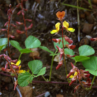 Rhynchosia minima