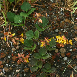 Rhynchosia minima
