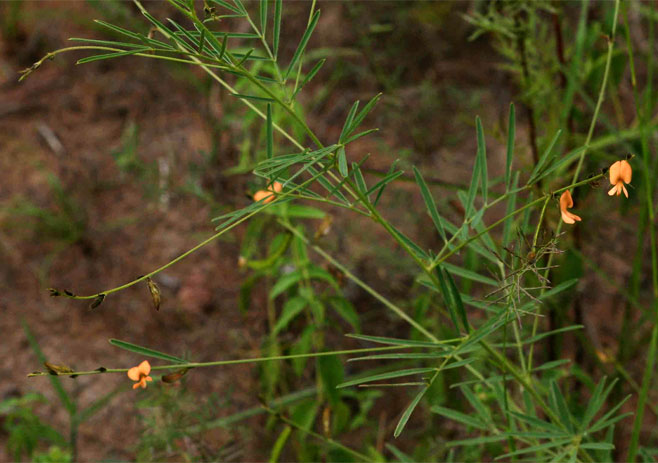 Tephrosia linearis