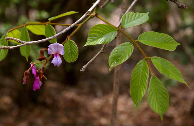Millettia mossambicensis