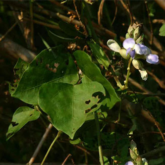Psophocarpus scandens