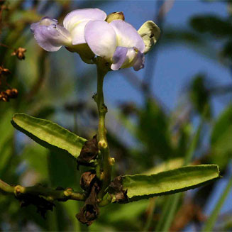 Psophocarpus scandens
