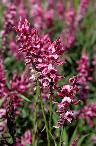 Indigofera incana