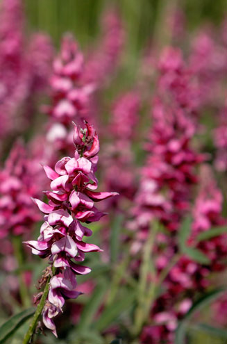 Indigofera incana