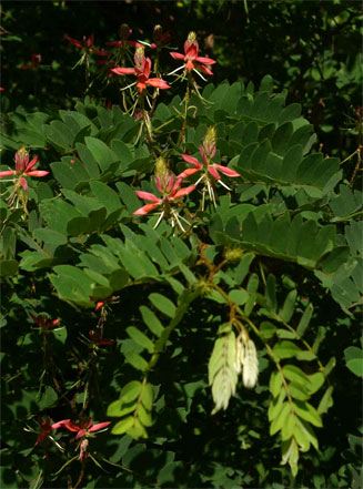 Indigofera fulgens