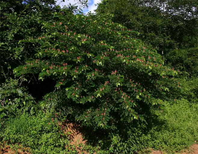 Indigofera fulgens
