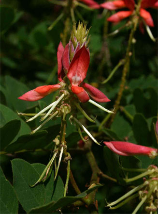 Indigofera fulgens