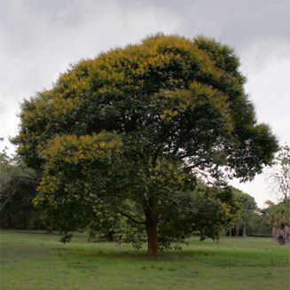 Peltophorum dubium