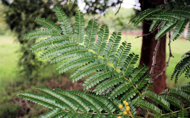 Peltophorum dubium