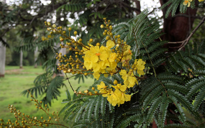 Peltophorum dubium
