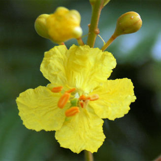 Peltophorum dubium