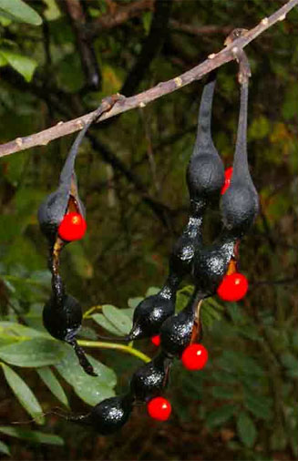 Erythrina humeana (Dwarf Erythrina)
