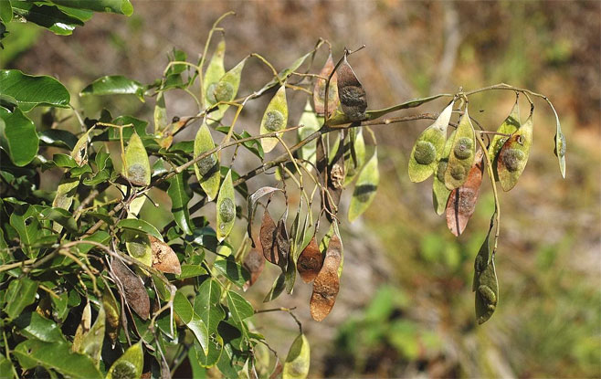 Dalbergia obovata (Climbing flat-bean)