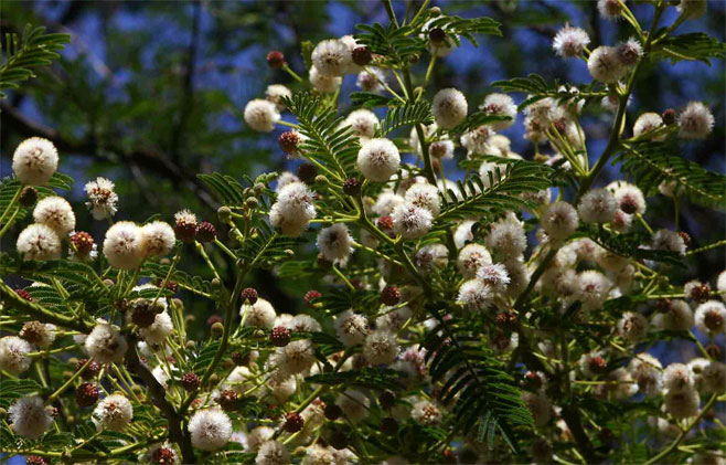 Acacia sieberiana
