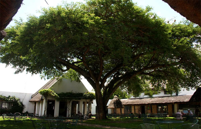 Acacia sieberiana