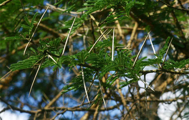 Acacia sieberiana
