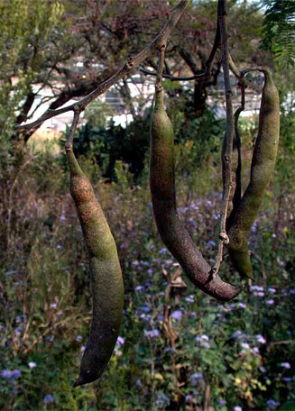 Acacia sieberiana