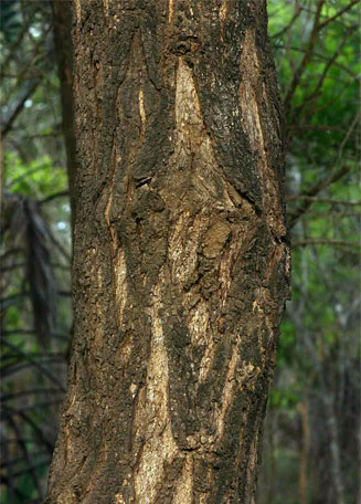 Acacia sieberiana