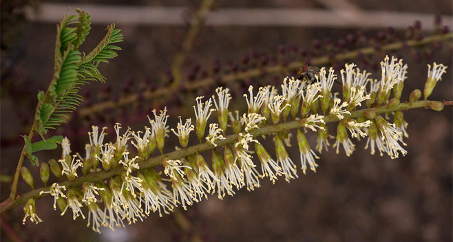 Elephantorrhiza goetzei