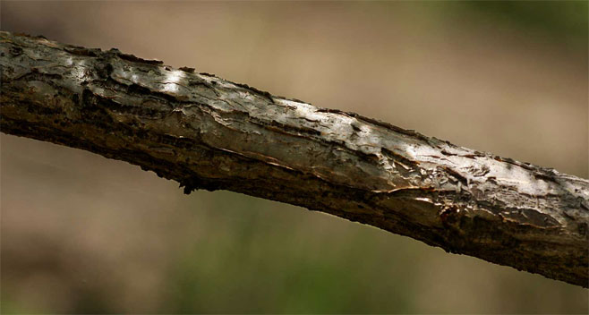 Elephantorrhiza goetzei