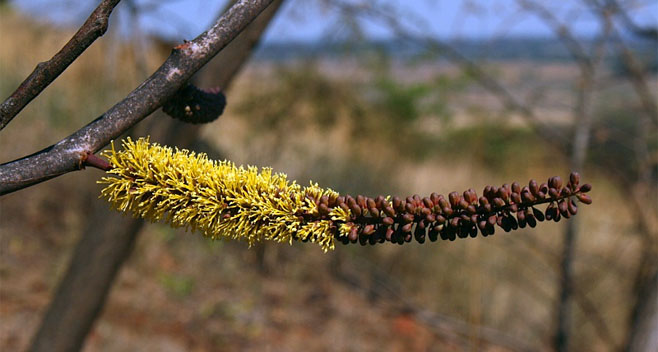Elephantorrhiza goetzei