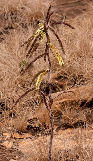 Elephantorrhiza goetzei