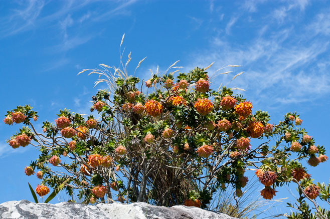 Liparia splendens 