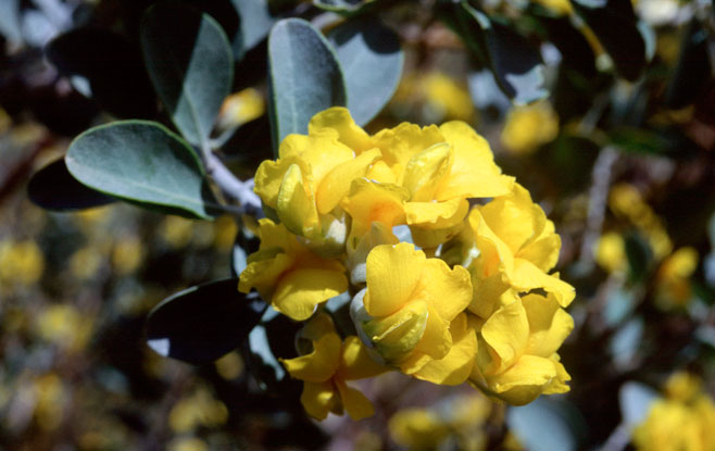 Stirtonanthus taylorianus