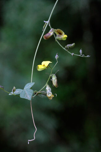 Rhynchosia clivorum 