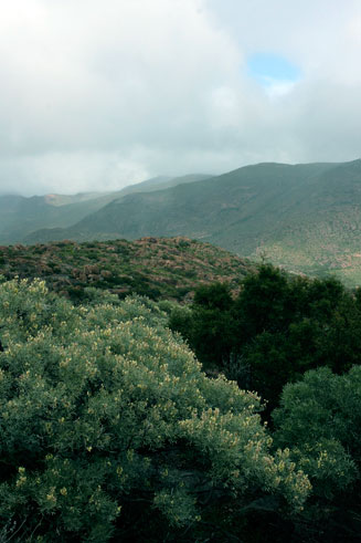 Calobota sericea 