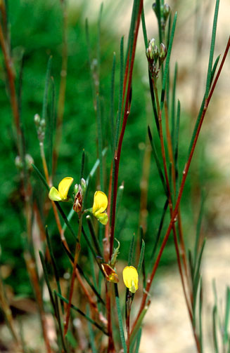 Aspalathus linearis (Rooibos tea)