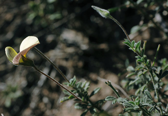 Lotononis acuminata