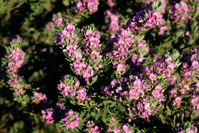 Indigofera flabellata