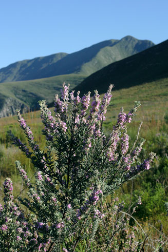 Indigofera flabellata