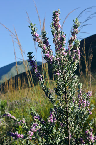 Indigofera flabellata