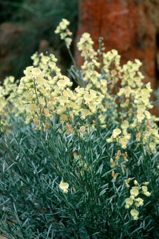 Calobota sericea 