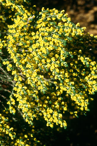 Aspalathus pycnantha 