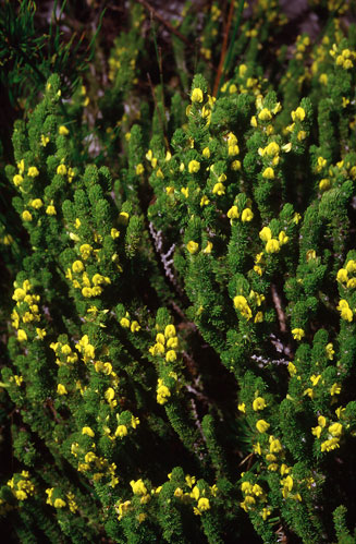 Aspalathus calcarata 
